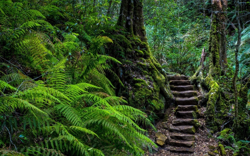 tree, rainforest, lush foliage, land, beauty in nature, plant, foliage, non-urban scene, green color, ferns, day, direction, outdoors, tranquil scene, forest