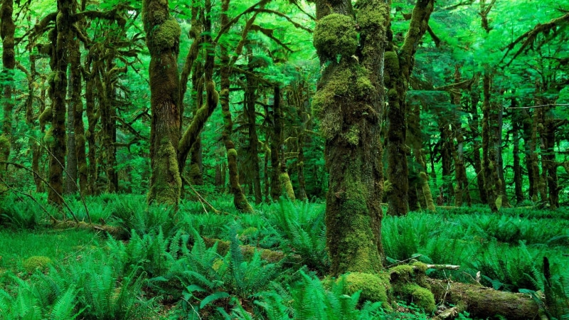 hd, jungle, nature, green, fern, 1080P, plant, forest, moss, trees