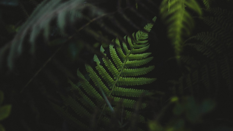 green, ferns, plants, 2K