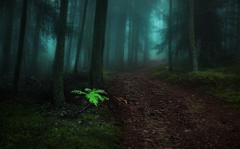 morning, fence, tree, tranquil scene, fog, plant, non-urban scene, fern, woodland, tree trunk, landscape, no people, 480P, mist, nature, forest, environment