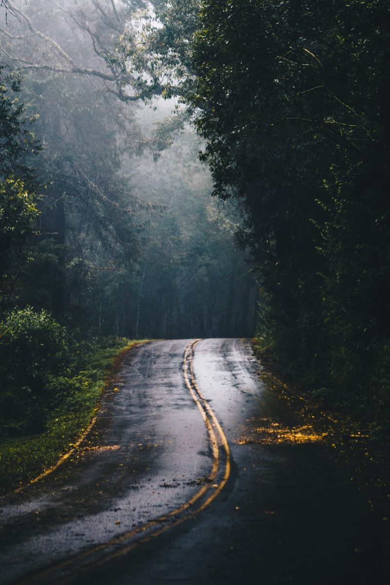 tranquil scene, trees, no people, middle, light, symbol, dark, dividing line, plant, scenic, lock screen, daylight, fog, tree, curve, direction