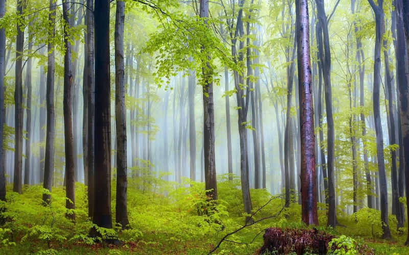 Fog, 1080P, Scenery, Morning, Nature, Rain, Forest, After, Trees