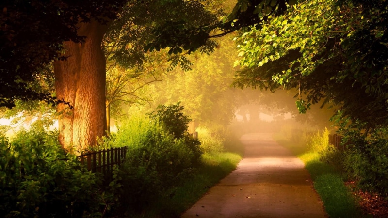 nature, forest, roads, 1080P, trees, scenery