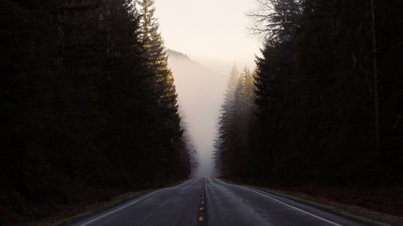 trees, 1080P, transportation, forest, the way forward, asphalt, diminishing perspective, vanishing point, outdoors, landscape, symbol, tree, dividing line
