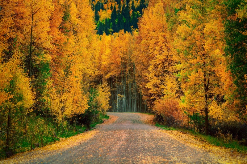 roads, autumn, nature, trees, forest, road, cool, 1080P