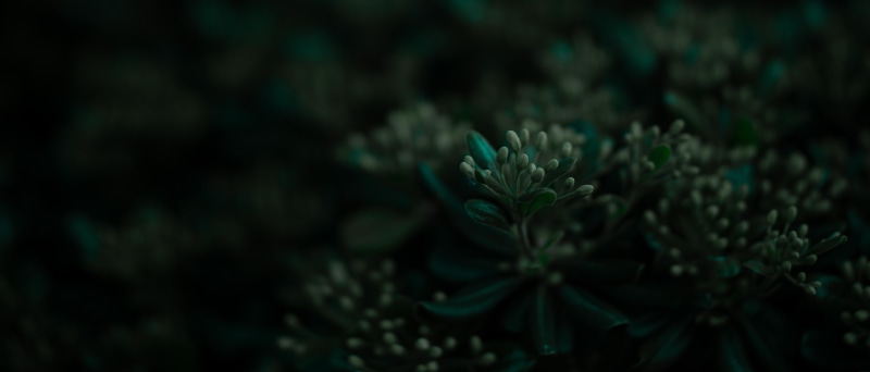 wide screen, 5K, ultrawide, plants, leaves