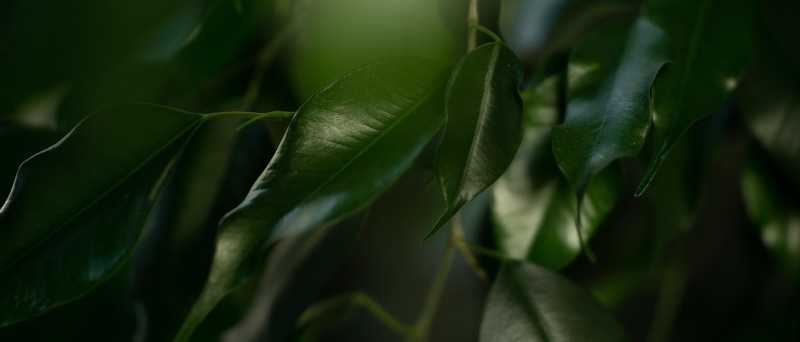 leaves, 5K, ultrawide, plants, wide screen