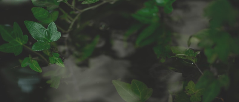 wide screen, leaves, ultrawide, 5K, plants
