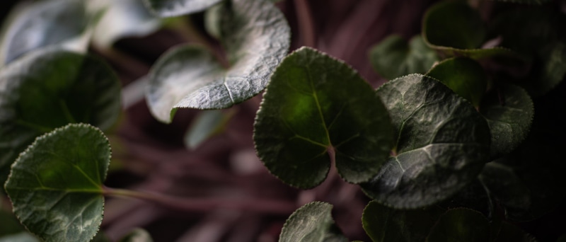 leaves, ultrawide, plants, 5K, wide screen