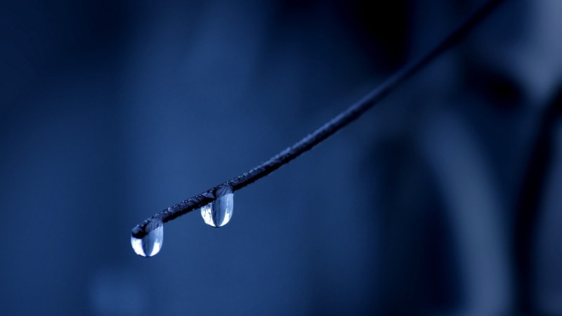 wet, water drops, 1080P, no People, purity, plant, beauty in nature, twigs, dew, tree, focus on foreground, ice, water, single Object, drop, drops, close-up