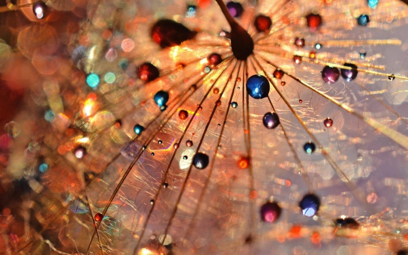 Macro, Drops, water, Dew, Dandelion, 1080P, green, Photography, blue, red, droples, Colorful