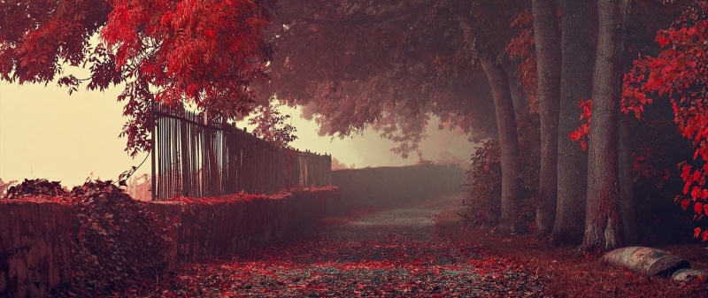 autumn, tranquility, trunk, outdoors, park, landscape, change, nature, tree trunk, leaf, path, red, environment, plant part, 2K, trees, fall, leaves, tranquil scene