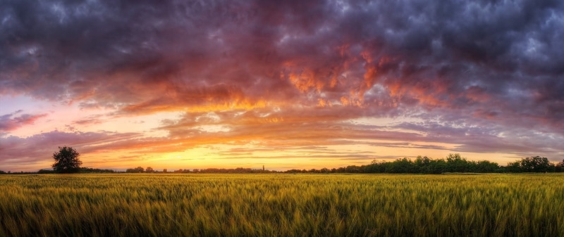 land, sunset, plant, 2K, sky, scenics - nature, sun, no people, tranquil scene, beauty in nature, tranquility, agriculture, grass, cloud - sky, crop, ultra-wide