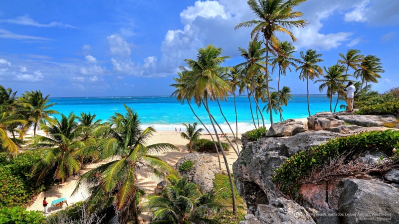 indies, barbados, lesser, palm, antilles, bottom, west, Islands, beach, bay, 2K