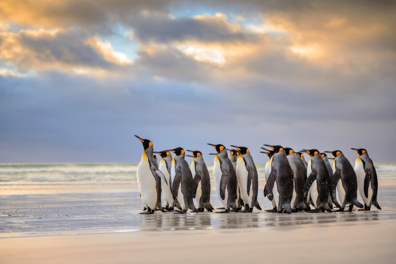 king, islands, 1080P, penguins, Falkland Islands, King Penguins, Atlantic Beach, falkland, emperor, penguin
