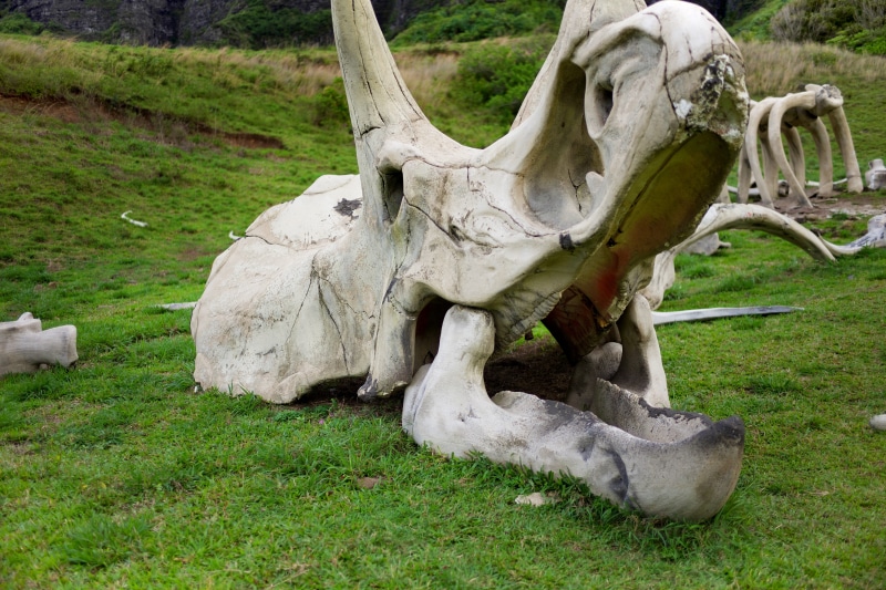 plant, dinosaur, park, herbivorous, animal skeleton, kamehameha hwy + kualoa ranch, skull, animal bone, bone, green color, mammal, field, animal themes
