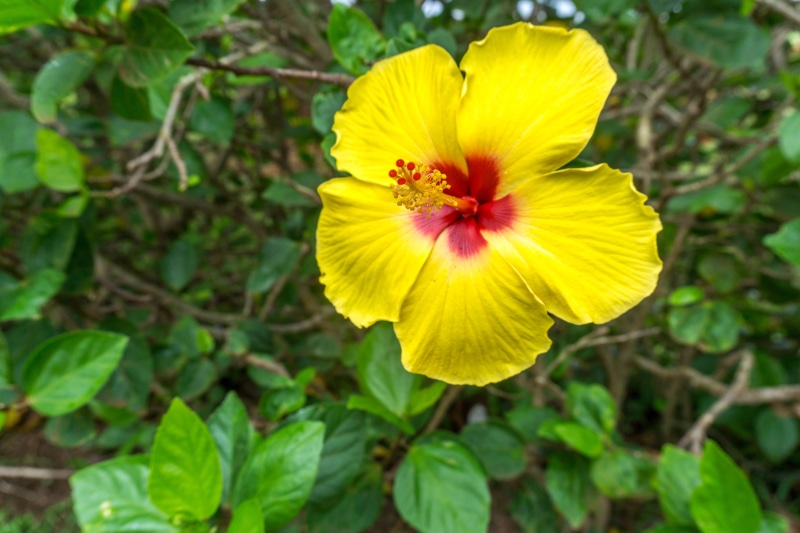 outdoors, flower head, hawaii, inflorescence, day, wahiawa, plant part, oahu, floral, close-up, focus on foreground, growth, flower, beauty in nature, south kamehameha highway