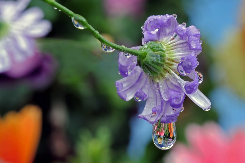 2K, drop, petaled, petal, plant, water  drop, big, close-up, water, purple, flower, nature, water drop, refraction, macro