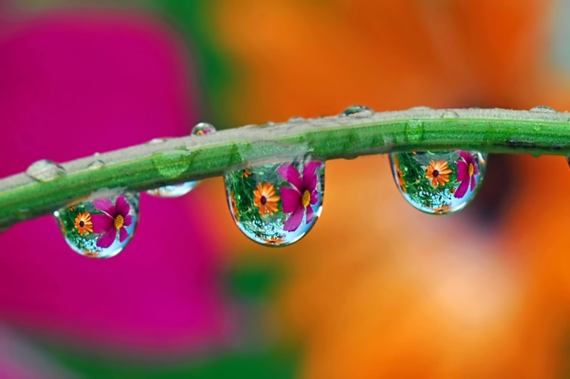 drops, drips, steam, drop, 1080P, green Color, water, green, refraction, rain drop, plant, nature, macro, gardens, photo, raindrop, close-up, dew, green
