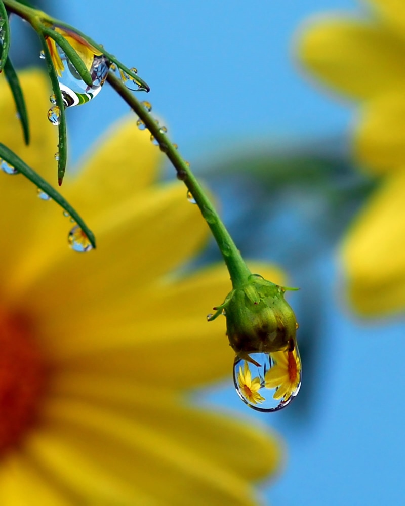 close-up, bud, plant, refraction, macro, 1080P, macro shot, double bubble, morning dew, green plant, shot, drops, morning, flower, dew, green, water, nature