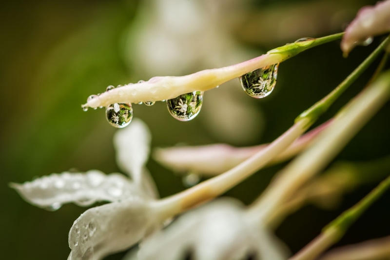 rain, flower, gota, 1080P, Explored, refraction, selective focus, plant, flor, leaf, green Color, dew, After the rain, focus, agua, selective, macro, drop