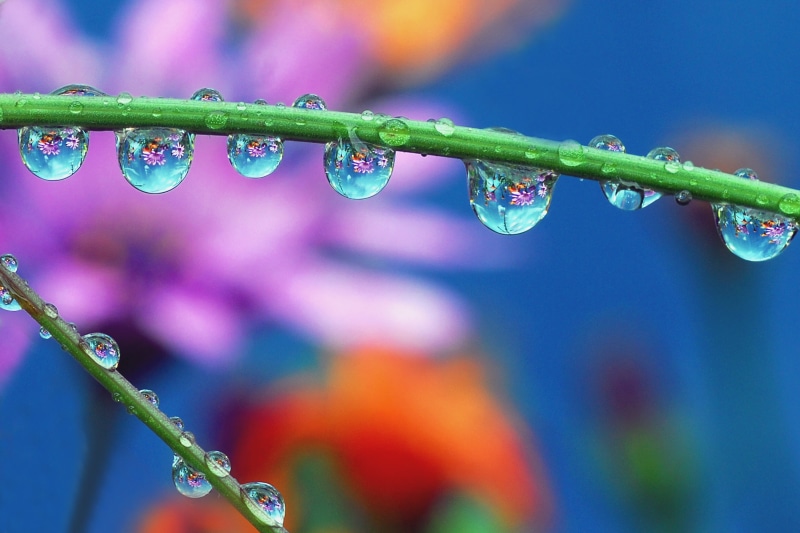 nature, summer, macro, ish, 2K, drop, purple, dreams, stem, close-up, bokeh, backgrounds, plant, refraction, photo, dew, drops, water, love, freshness