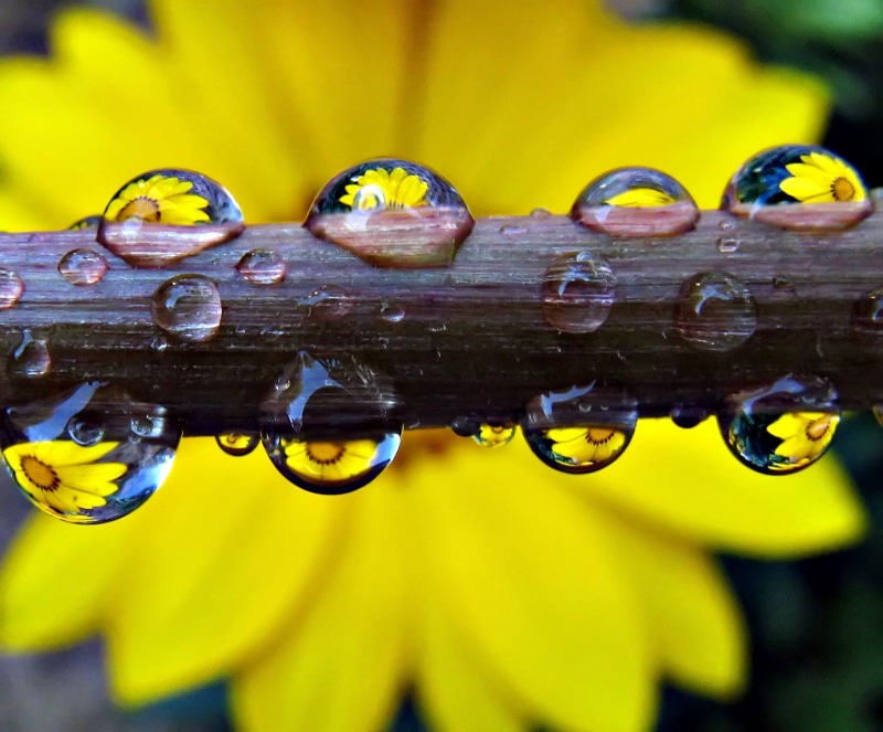 focus, Gazania, photography, selective, reflection, Shots, yellow, Stem, nature, water droplets, 720P, droplets, branch, closeup, macro, refraction, Dandelion