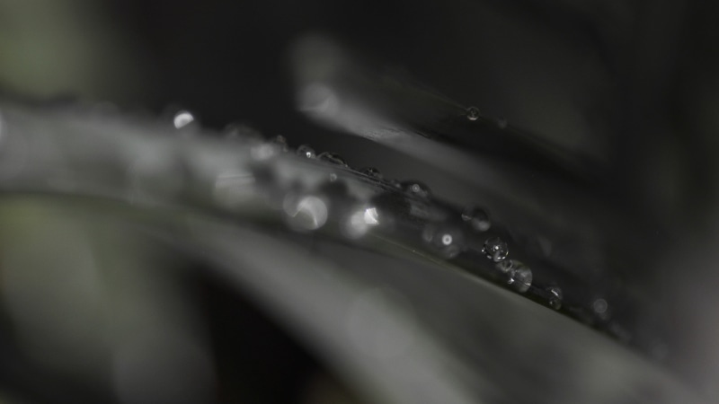 freshness, refraction, photography, macro, black background, nature, selective focus, water, close-up, extreme close-up, no people, motion, drop, beauty in nature