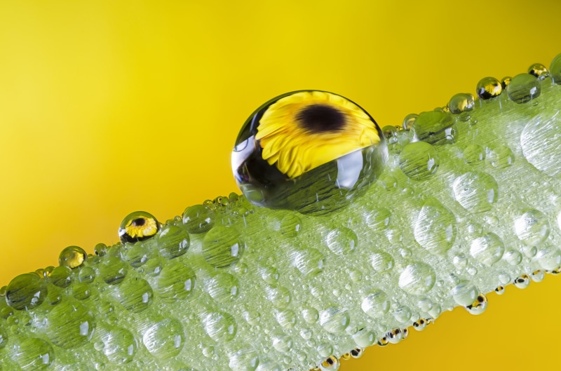 photo, drop, focus  stacking, nikon  d5100, freshness, 4K, dew, bubble, stem, eau, flower, goutte, velbon, super, de, green, transparent, stacker, zerene