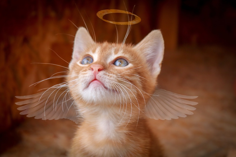 looking at camera, view, looking up, indoors, domestic cat, wing, charming, vertebrate, angel, animal head, domestic, one animal, looking, animal, kitten