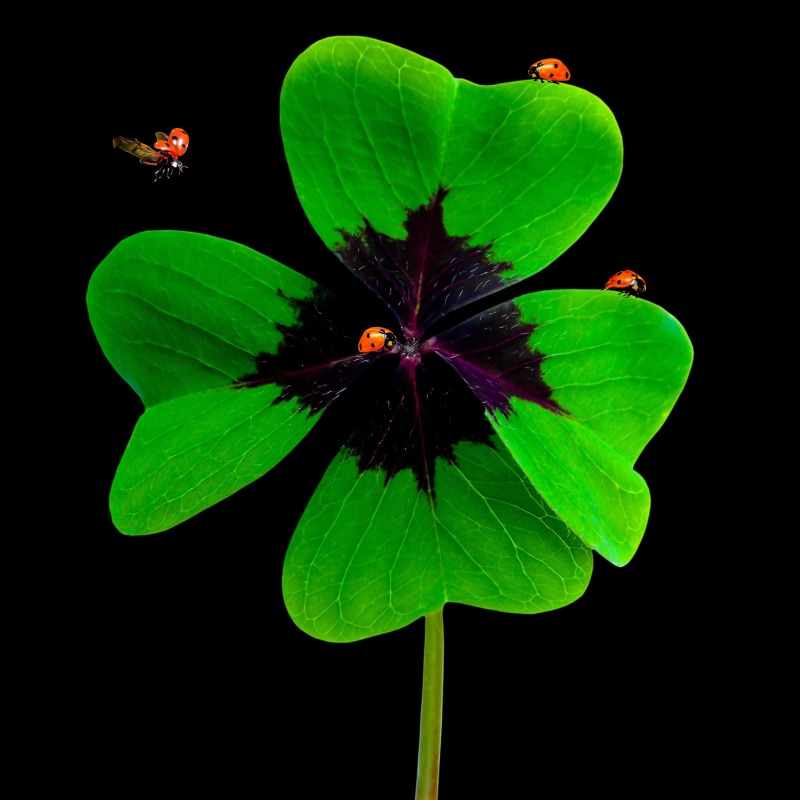 ladybug, plant part, growth, fragility, pollen, green color, no people, luck, black background, flower, lucky charm, nature, close-up, symbol, symbol of good luck