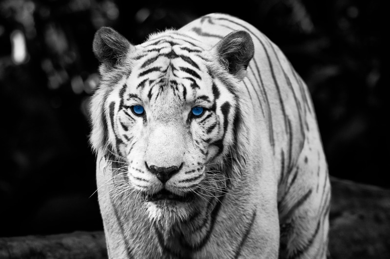 wildlife, ship, Skyline, Rainbow, amazing, mammal, carnivore, art, travel, urban, Monochrome, animals In The Wild, Zoo, World, Tiger  tiger, Hamburg, blue eyes