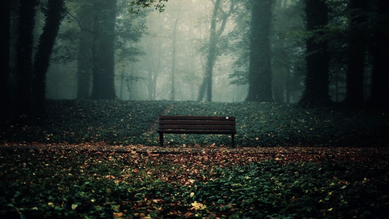 Chill Out, photography, forest, 1080P, leaves
