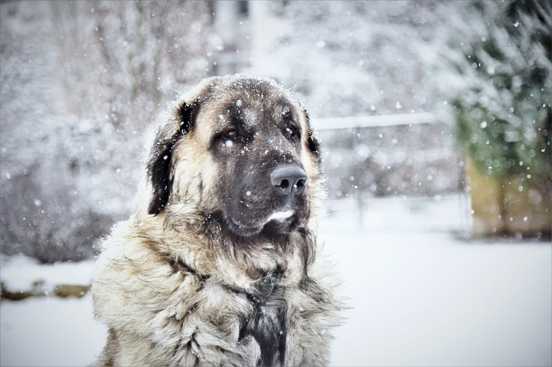 one animal, snow, pets, snowing, pet, snowy, focus on foreground, chill, canine, looking, nature, cute, animal, no people, fur, domestic animals, mammal