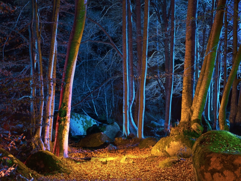 Forest, Autumn, Lights, Night, Trees, 2K