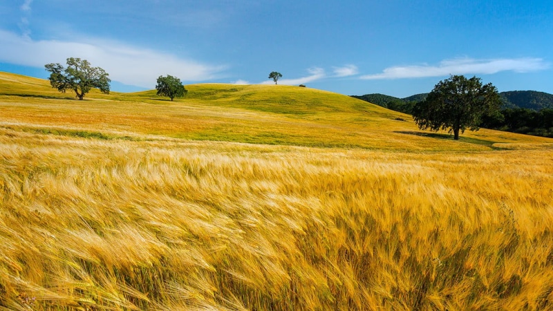 Canon  5D, United  States, Creative  Commons, daytime, San  Luis  Obispo  California, grass, meadow, Light, rural Scene, farm, aspect  ratio, nature, low