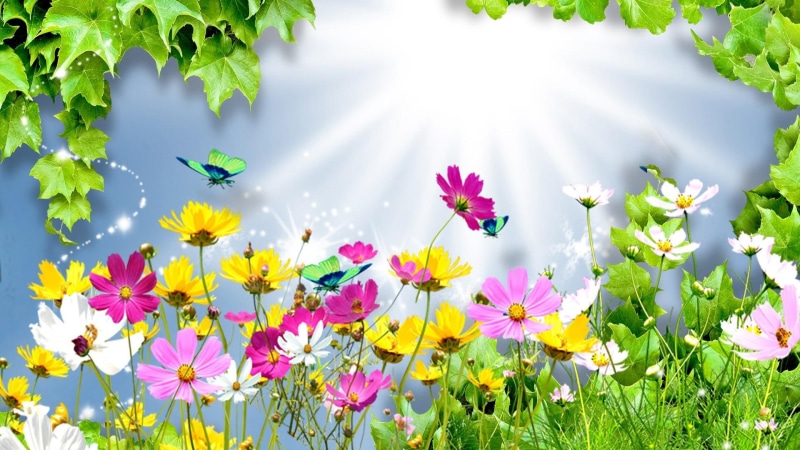 wild flowers, 1080P, summer, spring, shine, bright, daisies, cosmos, 3d and abstract