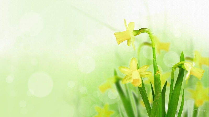 green, flowers, bokey, 1080P, bright, firefox persona, daffodils, yellow, 3d and abstract, spring