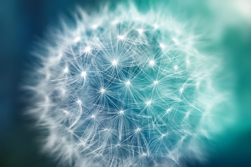 dreamy, colour, color, celebration, media  art, background, elegant, flora, close  up, picture, stock, texture, colors, photomanipulation, colours, surreal