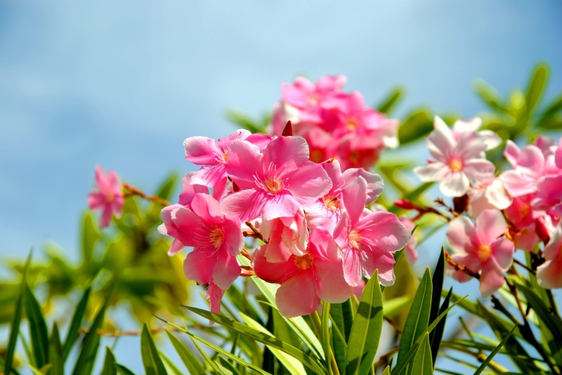 4th, summer, Flowers, lens, flower, plant, tilt, springtime, photography, 4K, petal, pink, nature, Vaikaradhoo, flower Head, pink Color, shift, Special