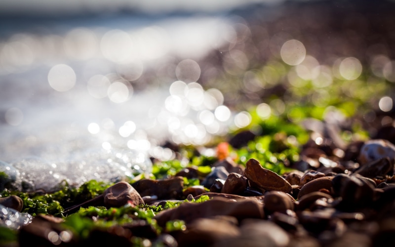 selective, rock - Object, tilt shift, day, close-up, defocused, 2K, water, drop, freshness, ocean, brown, sunlight, black Color, seaweed, wave, stone - Object