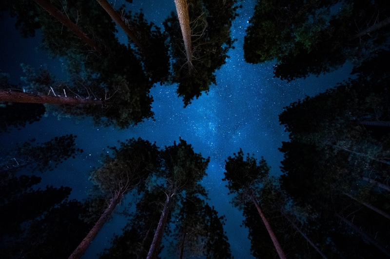 trees, night, illuminated, pine, low, coniferous tree, growth, space and astronomy, galaxy, low angle view, outdoors, milky way, star, green, astronomy