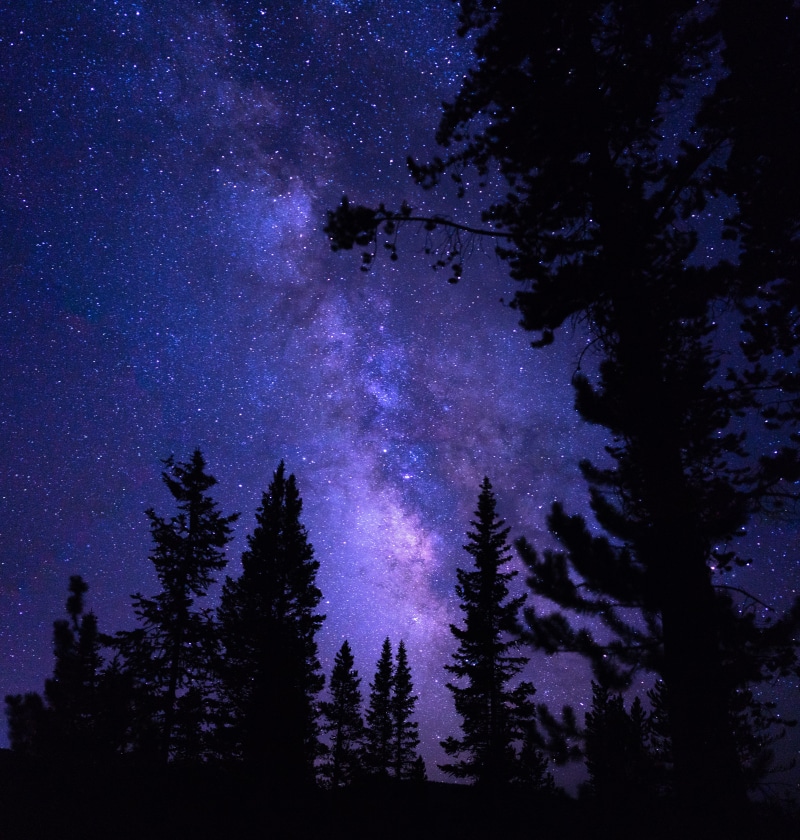 tree, purple, no People, woodland, star Shape, galaxy, astronomy, scenics, night, milky Way, beauty In Nature, forest, nature, non-Urban Scene, outdoors