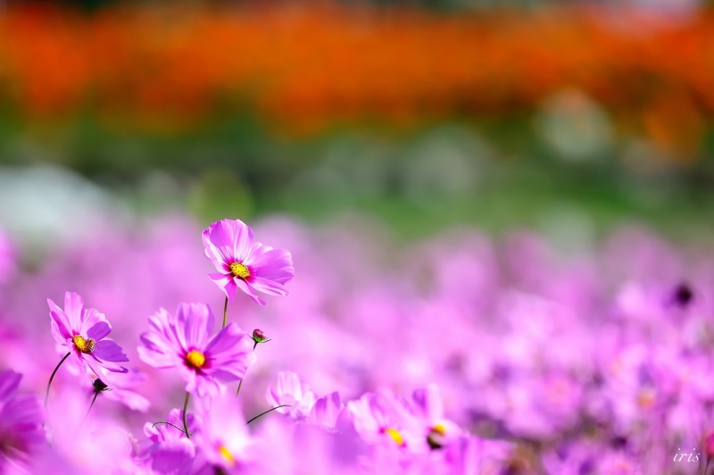 selective focus, Cosmos (flower), purple, 1080P, fragility, nature, flowering plant, growth, freshness, flower head, pollen, day, flower, plant, pink color