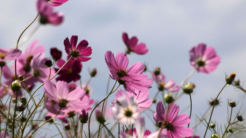 flowers, closeup photography, closeup, purple, Cosmos, nature, summer, petaled, photography, 4K, flower, field, plant, japan, pink Color