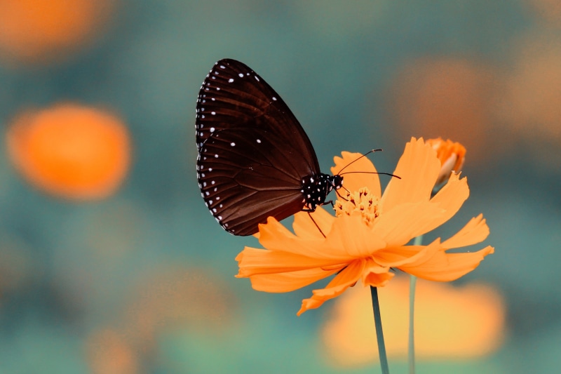 macro, yellow, Cosmos (flower), depth of field, 2K, butterfly