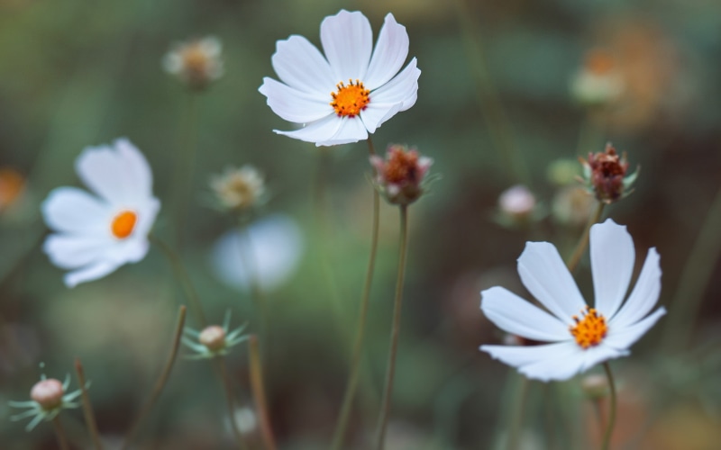 macro, day, petal, focus on foreground, flowers, petaled, pollen, growth, daisies, botany, selective focus, white color, freshness, inflorescence, white