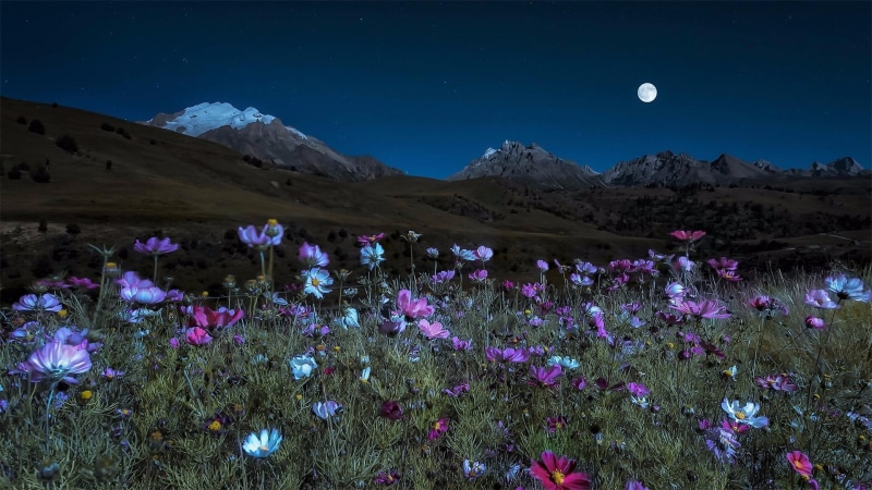 flora, nature, landscape, plant, xinlong, 1080P, cosmos sonata, moon, sichuan, sky, flower, flower field, tibet, wilderness, garze, cosmos flower, meadow