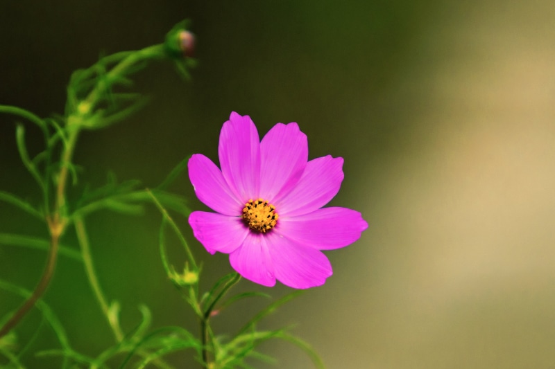 Outdoor, 8D, Blossom, Plant, CLUB, Kanagawa, F2.8, 70-200mm, EX, Yokohama, Pink, Nature, Flower, petal, Aoba, Nikon, SIGMA, cosmos Flower, Nikon  D7000