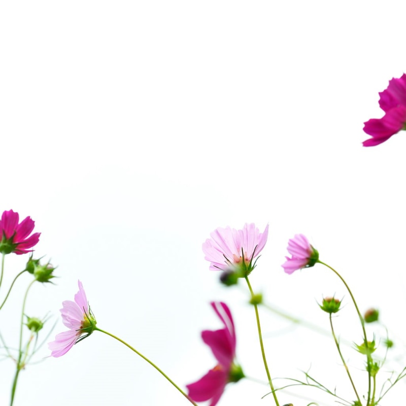 pink Color, nature, plant, white skies, 480P, white, pink, flower, cosmos Flower, sample, flowers, iPad, summer, skies, springtime